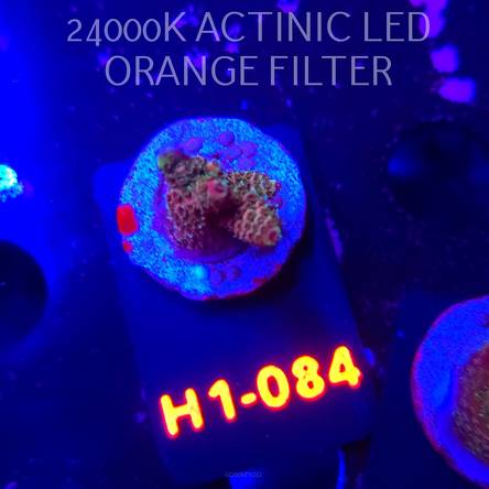 Acropora sp. (04.02.2026) H1-084  3cm