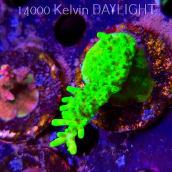 Acropora WWC Castells Banana (09.05.2025) MM1-I-30  7cm