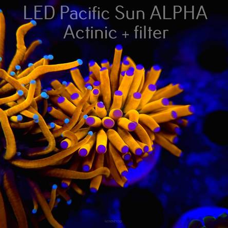  Euphyllia glabrescens AREA 51 (18.03.2024) 1 HEAD