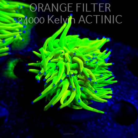  Euphyllia glabrescens ORIGINAL AUSSIE BANANA TORCH (02.04.2025)
