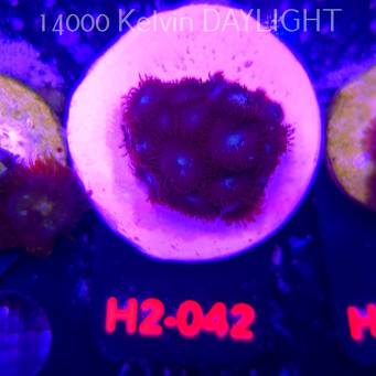 Zoanthus BLUE (01.12.2025) 16P+  H2-042