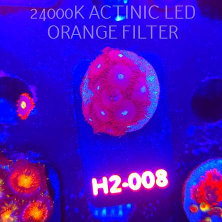 Zoanthus RED GALAXY (01.12.2025) 14P  H2-008