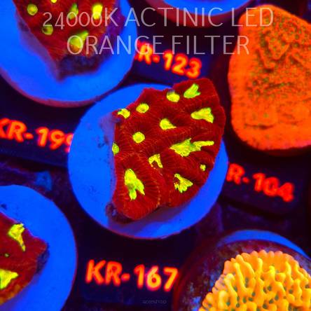 Favia CORAL SEA (17.09.2026) KR-167  5cm