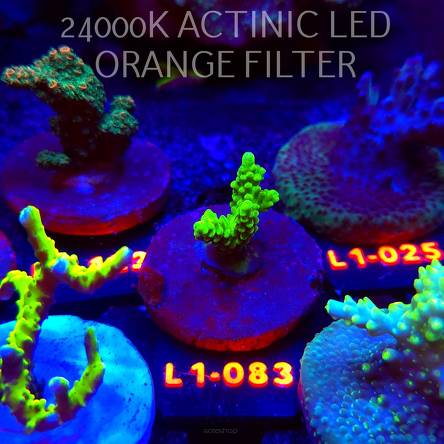 Acropora TOXIC TABLE GREEN (11.10.2025) L1-083  3cm