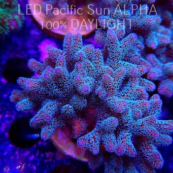 Seriatopora guttatus (22.01.2025)  10cm