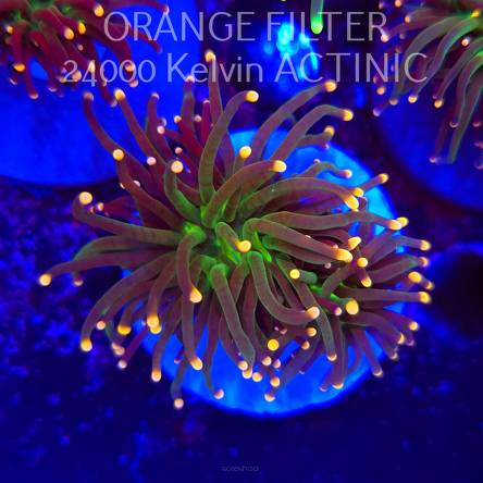   Euphyllia glabrescens Malaysian Miami Torch (20.06.2025)  2HEADS