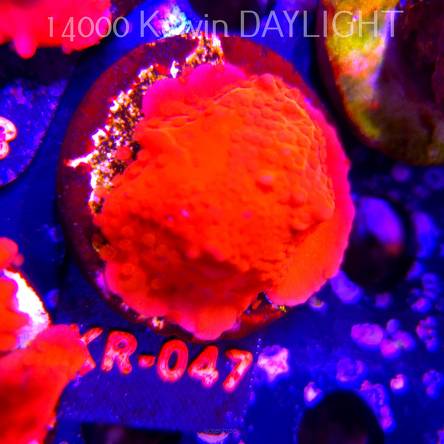 Montipora setosa ORA (06.08.2026) KR-047  4cm