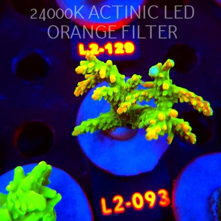 Acropora RR RAINBOW LOOM (14.08.2026) L2-093  6cm