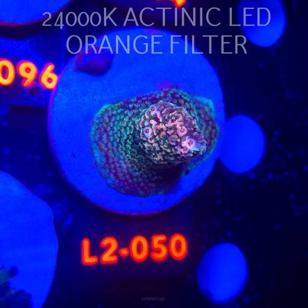 Acropora sp. AUSTRALIA (12.11.2025) L2-050  3cm