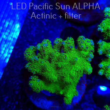 Pocillopora verrucosa YELLOW FLUO (22.01.2025)  6cm