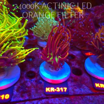 Euphyllia glabrescens NY KNICKS TORCH (19.09.2026) KR-317  2 HEADS