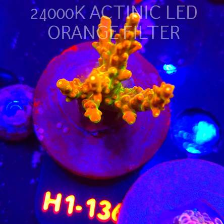 Acropora loripes GOLDEN JAWDROPPER (04.02.2026) H1-136  5cm