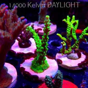 Acropora AUSTERA BANANA (19.06.2025) L3-II-15  9cm
