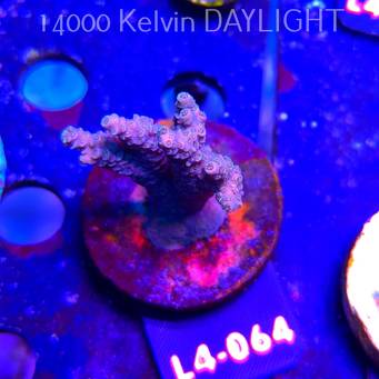 Acropora sp. AUSTRALIA  (07.01.2026) L4-064  5cm