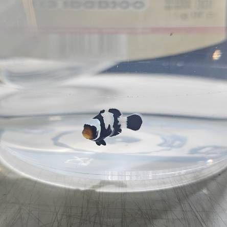 Amphiprion ocellaris BLACK PICASSO 4cm WYSIWYG TANK BRED