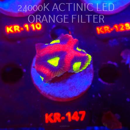 Favites complanata OG DRAGON SOUL (21.02.2026) KR-147  4cm