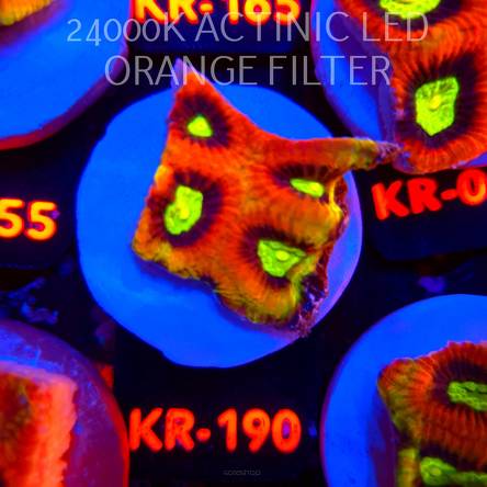 Favites complanata OG DRAGON SOUL (08.08.2026) KR-190  4cm