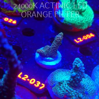 Acropora sp. AUSTRALIA (14.11.2025) L2-037  3cm