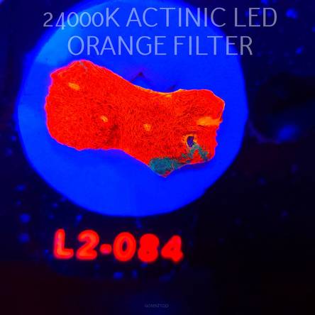  Echinophyllia OG Bugatti Chalice (22.01.2026) L2-084  3.5cm