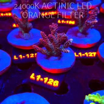 Acropora HYACINTHUS ULTRA (02.08.2026) L1-126  6cm
