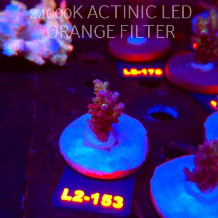 Acropora microclados SSC TYPE (14.08.2026) L2-153  4cm