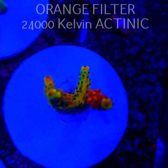   Acropora OG PC RAINBOW (20.06.2025)  5cm