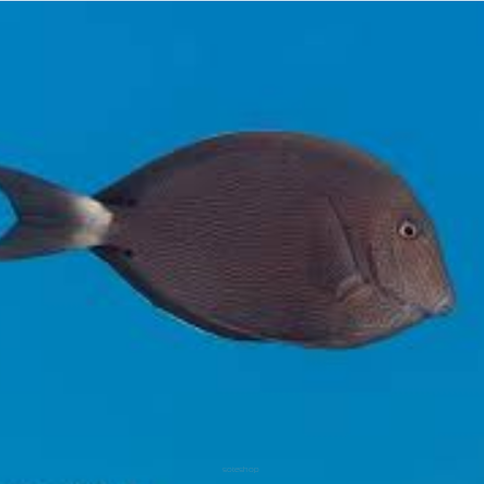 Acanthurus nigroris 7-8 cm