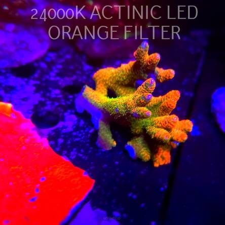 Acropora MILLEPORA RAINBOW (06.03.2026)  9cm