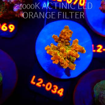 Acropora loripes GOLDEN JAWDROPPER (14.08.2026) L2-034  3cm