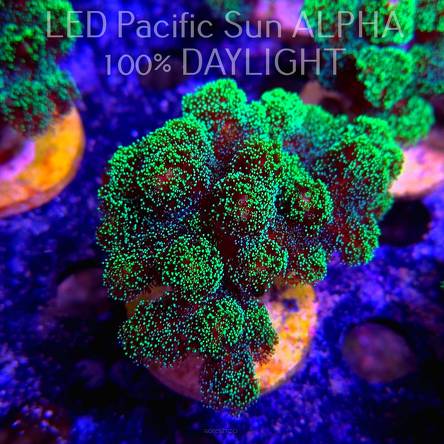 Stylophora pistillata GREEN FLUO (02.05.2024)  8cm