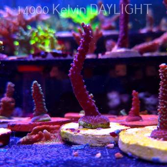 Acropora formosa BLUE JEANS (19.06.2025) L3-I-34  8cm