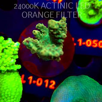 Acropora TG PINK FLOYD ACRO (03.08.2026) L1-012  5cm