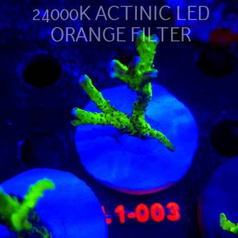 Anacropora WWC SLIMEBALL (11.10.2025) L1-003  5cm