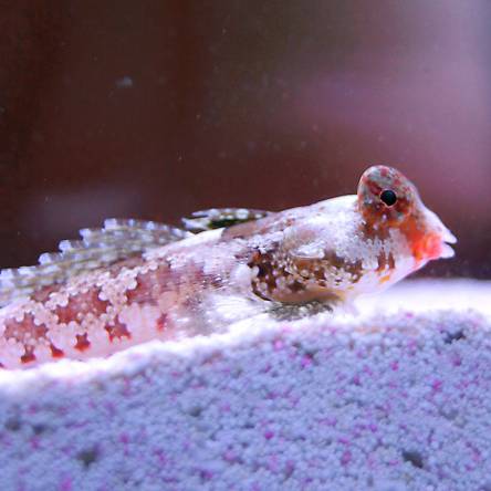 Synchoropus stellatus rozmiar 4-5 cm