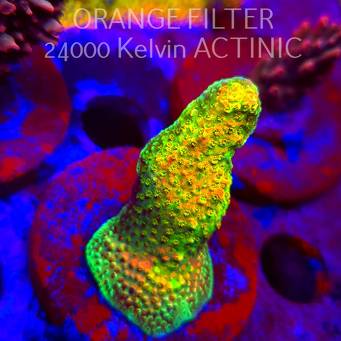 Acropora JMC SIGNATURE ABRO PRIV ACRO (11.08.2025) MM6-II-31  6cm