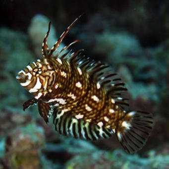 Novaculichthys taeniorus 5cm