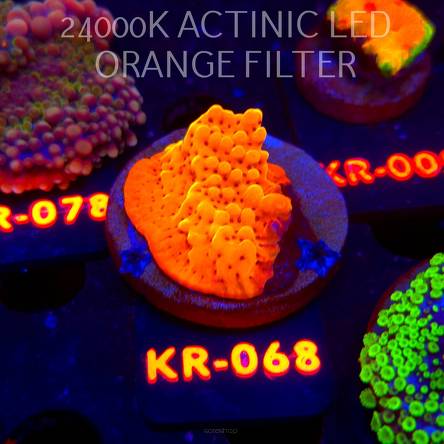 Montipora danae Jason Fox Flaming Phoenix (06.12.2025) KR-068  4cm