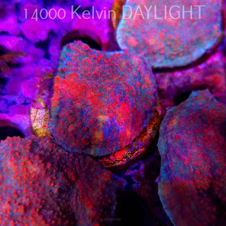 Echinophyllia Lava Rush Chalice (18.05.2025)  4cm