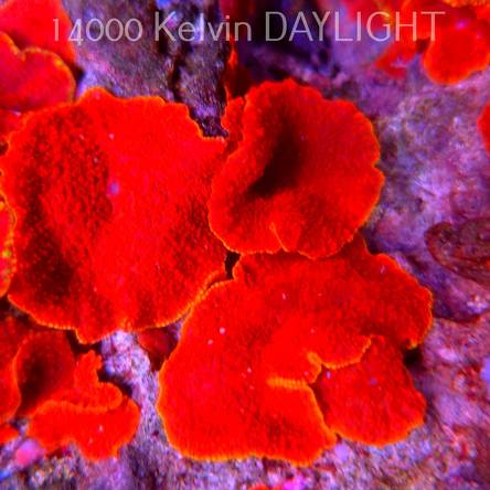  Discosoma AUSSIE ULTRA RED ORANGE RIM (03.06.2025) 1P