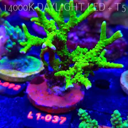 Anacropora WWC SLIMEBALL (11.10.2025) L1-037  10cm