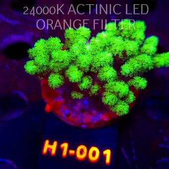 Pocillopora damicornis NEON GREEN (24.05.2026) H1-001  7cm