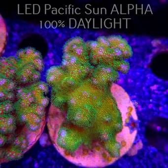 Pocillopora verrucosa YELLOW FLUO (22.01.2025)  6cm