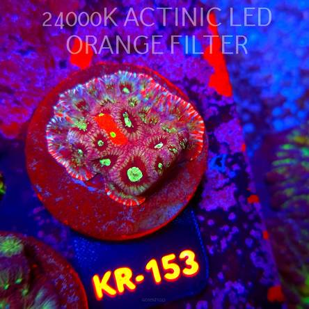 Favites Pentagona ULTRA War Coral (18.07.2026) KR-153  4cm
