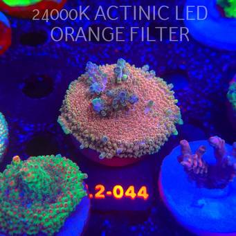 Acropora Jason Fox B33 BOMBER Acro (16.11.2025) L2-044  6cm