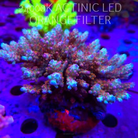  Acropora OG PC RAINBOW (24.09.2026)  12cm