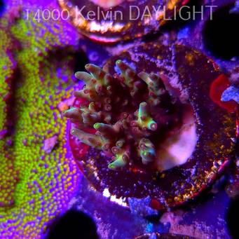 Acropora sp. AUSTRALIA (09.05.2025) MM1-I-28  4cm