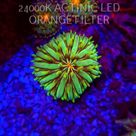 Fungia sp. GREEN (06.03.2026)  3cm