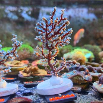 Acalycigorgia spp. BLUEBERRY SEA FAN (18.09.2026) KR-264  10cm