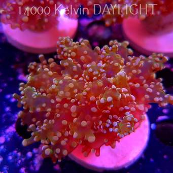 Euphyllia paradivisa Golden Octospawn (09.03.2025)