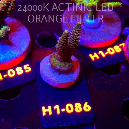 Acropora MILLEPORA JF SOLAR FLAME (24.05.2026) H1-086  4cm